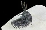 Trident Walliserops Trilobite - Flying Preparation #72750-4